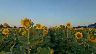 JL’S Sunflower Patch