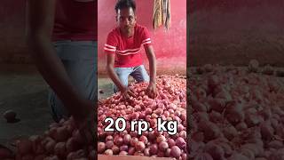 लाला कांदा Selling 20 per Kilo।#shorts #villagelife #dailyvlog