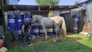 Орловский рысак,Ковка расчитска Зелим Туман,Лошади