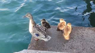 Pulcini di papera, Little ducks on lake Garda Italy.