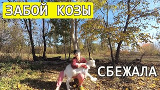 Забой козы. 18+ Сбежала