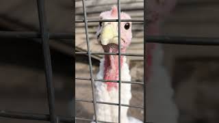 turkey came close by #turkeys #bird #birds #toronto #trending #viral #shortsviral #vlog