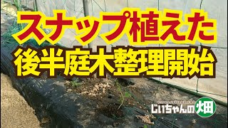 つるありスナップとエンドウをやっと定植しました。一年前の種で出芽失敗、原因不明で出芽50％のスナップとエンドウ、不織布カーテン栽培です。11/22