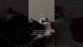 🥹 #beautiful #cat #море #batumibeach #beautifulwaves #pets #waves #горы #catlover #love #funnycats