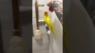 What To Do If Your Parrot Do Not Take Shower. Teaching a Bird to Take a Bath. Living With Parrots