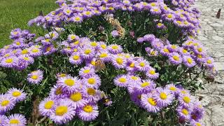 butterfly and flowers