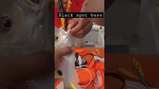 black spot bass #pulauangsa #shorts #shimano