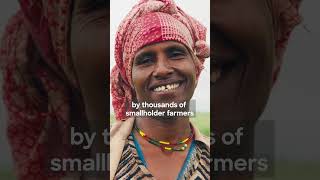 How smallholder farmers transformed Ethiopia’s wheat production