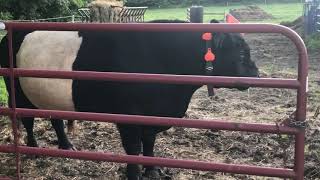 Maddox Speaks |  Belted Galloway Homestead