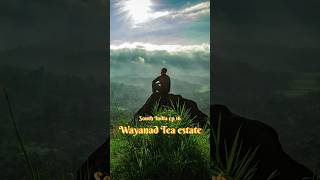 Have you seen tea estate of Wayanad