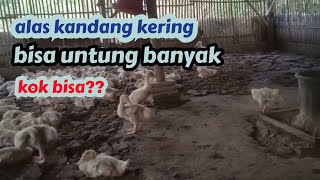 alas kandang kering, berpengaruh ke makan bebek