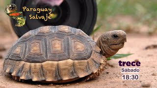 Trailer del programa "La tortuga chaqueña"