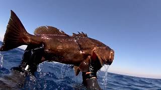 SPEARFISHING - Death Shot - 3.5Kg Grouper/2.5Kg Mottled Grouper