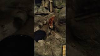 Adorable red panda!