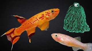 Killifish: Aphyosemion Australe