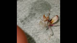 Orchid Mantis nymph