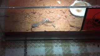 Parabuthus transvaalicus vs Hopper