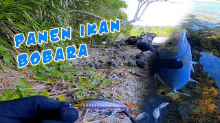 IKAN BUBARA/TREVALLY MENDIDIH DI DEPAN MATA‼️ One cast one strike