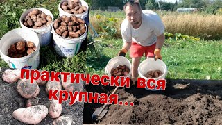 Урожай картофеля радует)))