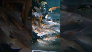 AQUARIUM HOBBY (KOI) #aqaurium #pet #freshwateraquarium #youtubeshorts #fish #fishtank #pets  #hobby