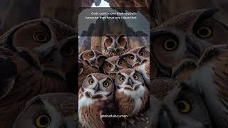 Owls #owl #parliament #greece #youtubeshorts #amazingfacts #animals #birds #wise #world #fly