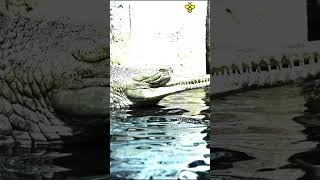 Indian Gharial vs False Gharial | Discover with Sabi