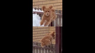 Amazing  Cute Puppy Jumping #shorts #funnydoggydog #youtubeshorts #shortsvideo