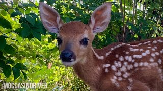 I got to feed a rescued fawn | baby deer