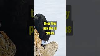 Crows have the brain of a 7 years old.