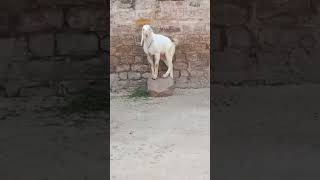 Masha Allah top quality sojat pink skin andul #younggoats #goatfarming #shortvideo #animal #vairal