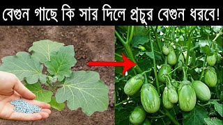 বেগুন গাছে কি সার দিলে প্রচুর বেগুন ধরবে। বেগুন চাষ পদ্ধতি। Brinjal Cultivation