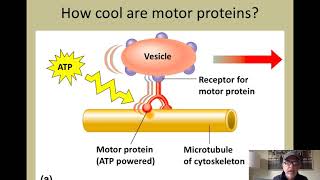 B3-4 Plastids & other organelles in Eukaryotes