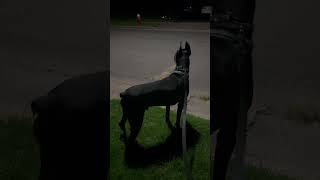 Walking Doberman