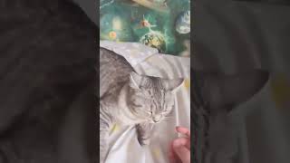 pov when your cat are glitch and you forgot about it