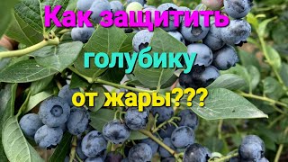 Горят листья на жаре. ЧТО ДЕЛАТЬ????