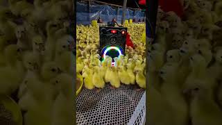 duck chicks dancing #duck #ducks #chicks #pet #birds #animal #youtubeshorts #shortsvideo #shorts