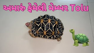 અમારું ફેમેલી મેમ્બર Tolu | Dhaval Parmar | Gujarati Vlog |