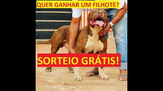 SORTEIO GRÁTIS - FILHOTE PITMONSTER GRÁTIS! VAI SER DIA 30/06/2021