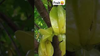 Organics Fruit Harvesting 🍐🍈🍏 #fruit #harvesting #organicharvesting #gardening #@food-home14G