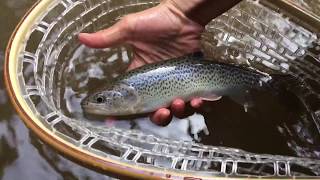 Cutthroat Trout Fly Fishing in Clear Creek (Mini Edit)