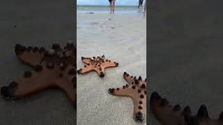 INCREDIBLE CHOCOLATE CHIP SEA STAR 🍪 ⭐️ PUERTO PRINCESA, PALAWAN