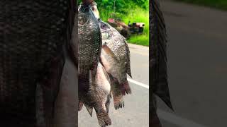 Nice😨 village fishing video😱 #shorts #funny #animals