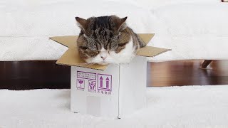 苦労して入ったおせち箱を心ゆくまで堪能するねこ。-Maru enjoys to his heart's content the Osechi box he fit into with effort.-