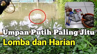 #UMPAN PUTIH #MANCING PALING JITU!!  ANDALAN PARA JUARA