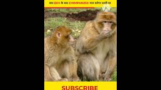 क्या इंसान के बाद CHIMPANZEE राज करेगा धरती पर ? By Aman Singh Shorts