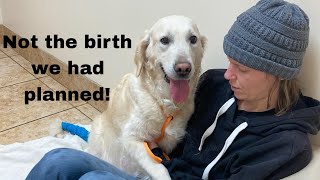 Stella (the golden retrievers) birth story (didn't go as planned) and a birthday celebration