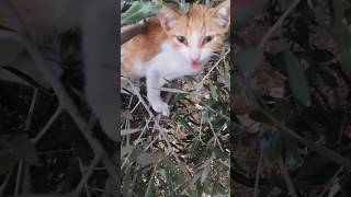 Cat 😺 Cute little cats, the sound of cute little cats, up