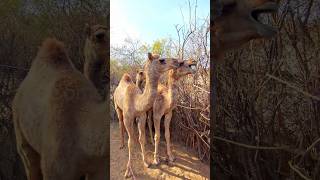 Little baby Camels call their mothers