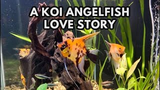 A Koi Angelfish Love Story - New Koi Angelfish Friends