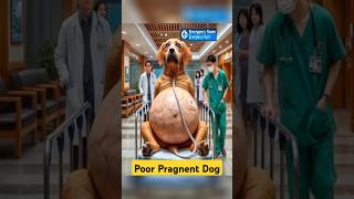 Pragnent Bitch Pain |Help Poor Animals #animals #dog #doglover